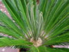 normalized_2-11.jpg