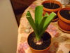 DSC09385.JPG