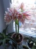 hippeastrum4.jpg