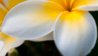 plumeria-pictures-3.jpg