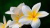 plumeria-pictures-2.jpg
