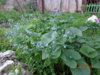 DSC04029.JPG