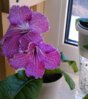 DSC_0294.jpg