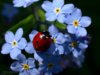 ladybird-on-blue-miosotis.jpg