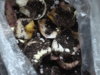 DSC07808.JPG