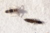 4_Thrips-300x200.jpg