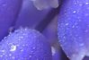 819832439-muscari - копия.jpg