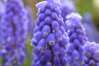 819832439-muscari.jpg