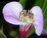 euphorbia-lophogona-1(1).jpg