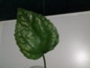 20160405_171321.jpg