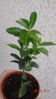 DSC02020.JPG