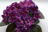 Spanish Dancer.jpg