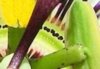 passiflora1.jpg