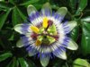 passiflora.jpg