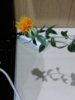 IMG_20160421_223636_1.jpg