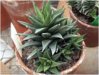 Haworthia-icosiphylla.jpg