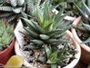 Haworthia-isophylla-Lapshin.jpg