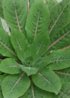 gardenphoto_1460607573553-1200x1696.jpg