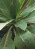gardenphoto_1461502532383-1200x1696.jpg