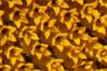 beautiful-sunflower-for-nonprofits - копия.jpg