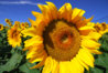 beautiful-sunflower-for-nonprofits.jpg
