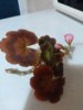 IMG_20160430_201212.jpg