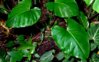 filodendron6.jpg