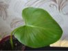 DSC03678.JPG