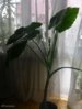 alocasia_odora_8.jpg