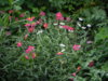 DSCN0682.JPG