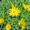 delosperma-cong-gold-nugget__31933.1406313609.740.740.jpg