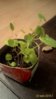 P_20160522_230352_1_p.jpg