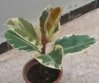 20160522_192952-1-1.jpg
