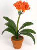 Clivia_02.jpg