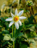 20160227-DSC_4462.jpg