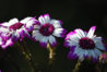 20160222-_DSF0050.jpg