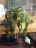 IMG-20160527-WA0000.jpg
