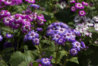 20150228-_DSF0009.jpg