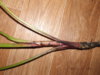 DSCF0559.JPG