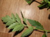 DSCF0560.JPG