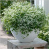 euphorbia9.jpg
