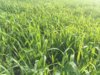 IMG-20160610-WA0004.jpg