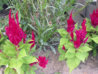 celosia4b.jpg
