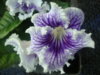 DSC07346.JPG