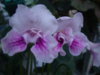 DSC07920.JPG