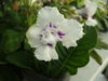 DSC07989.JPG