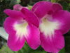 DSC07996.JPG