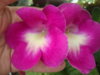 DSC07995.JPG