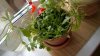 WP_20160623_003.jpg