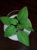 IMG_20160624_054756.jpg